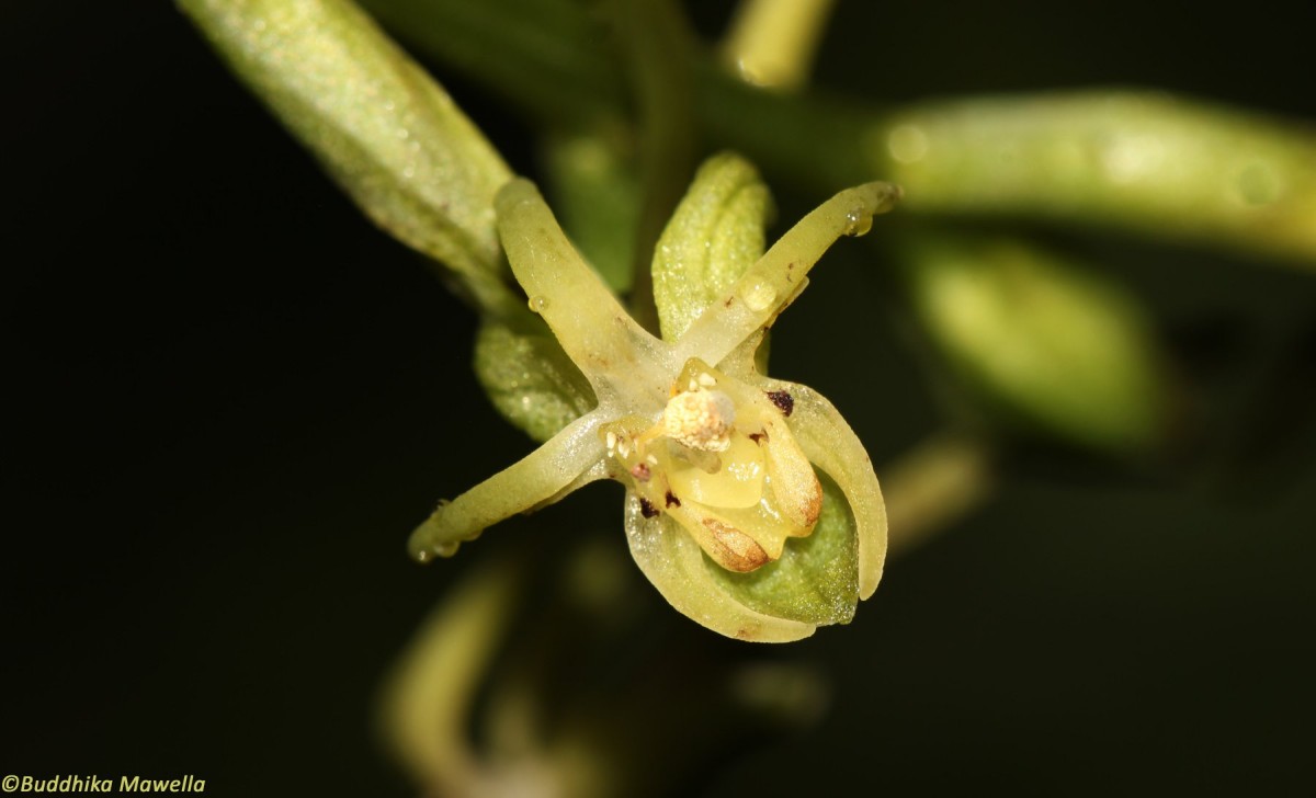 Habenaria dolichostachya Thwaites